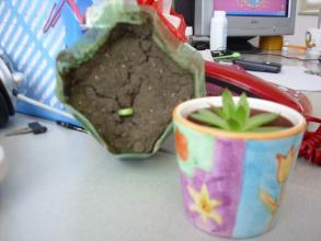 豆豆成长日记