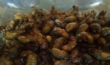 记忆深处的金蝉