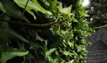 我心中的常青藤