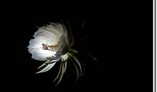 昙花，悄然绽放