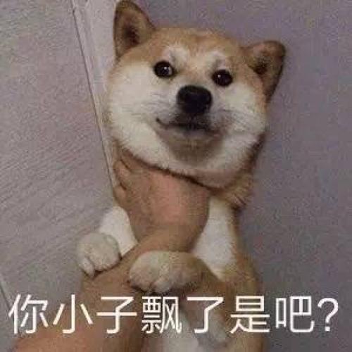 我最喜欢的狗