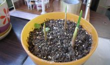 观察日记种大蒜