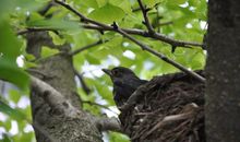 我给小鸟搭个窝