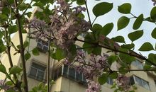 环境开满丁香花的校园人物淘气包张明作文