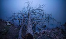 请不要砍伐树木