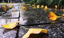 我发现落叶的秘密