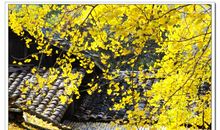 又到落叶纷飞时