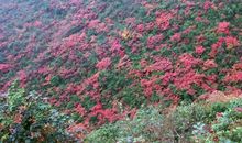 美丽汉中我的家