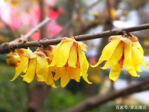 当冬梅开花时