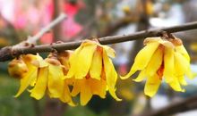 待那腊梅花开时