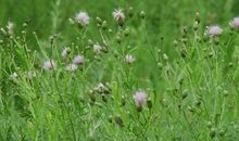 朵朵山花处处开