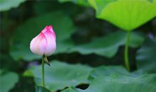 又是一年夏来到