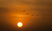 落日飞鸟