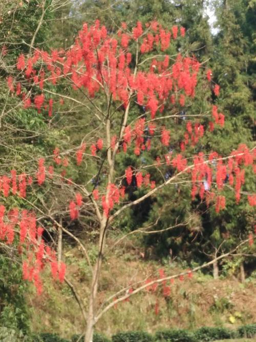 选择相思