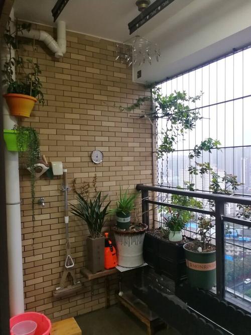 我的后阳台