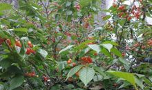 我家门前的樱桃树