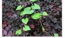 做一片美丽的叶子_350字