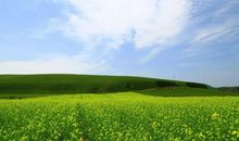 不一样的大草原