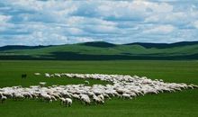 我和草原有个约定