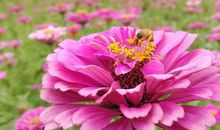 盛开在心灵上的花朵