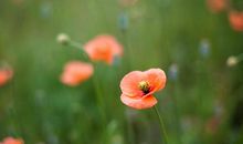 关于罂粟花的作文