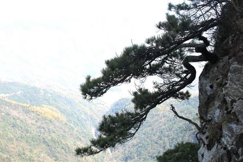 悬崖松