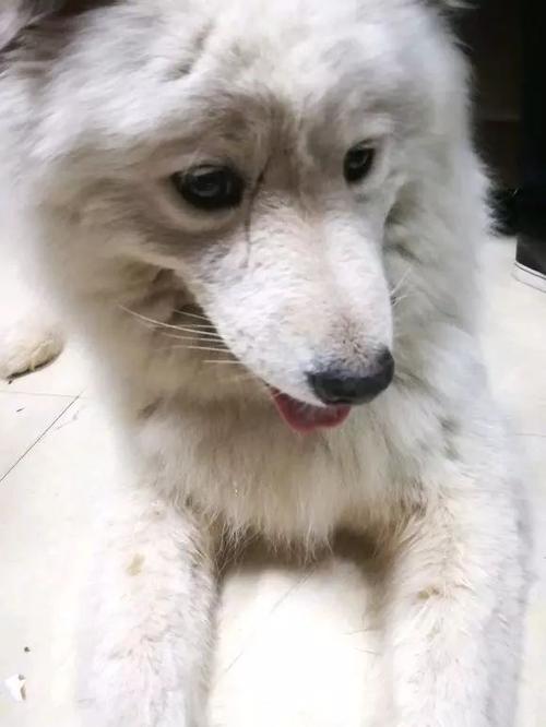 我希望养一只狗