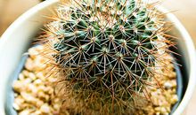 假如我是仙人球