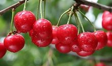 吃水果作文三年级