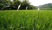 我喜欢的老家景色