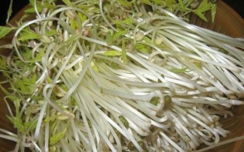 绿豆芽观察组成