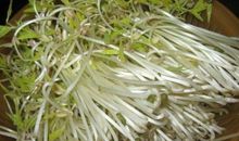 绿豆芽观察作文