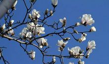 春日里的白玉兰