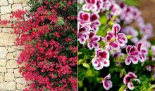 找到属于自己的花园