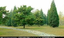 那几棵松树……