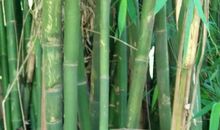 卖竹子