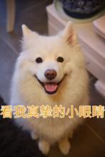 真诚的样子