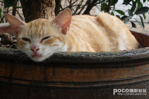小猫乐趣