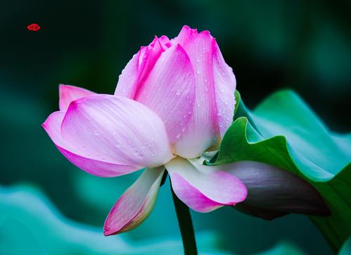 lotus莲花