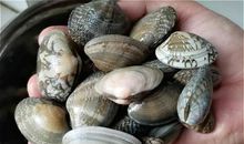 描写蛤蜊的作文