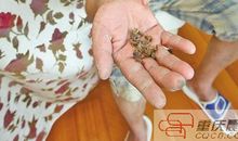 不速之客作文蜜蜂