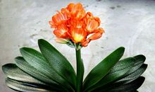 描写君子兰的作文