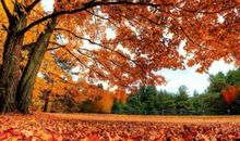 校园里的枫叶树