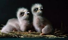 我是一只会变的小动物