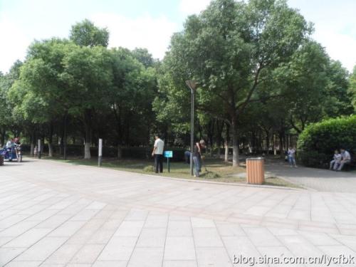 春天的樟树
