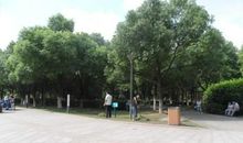 春天里的香樟树