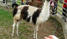 西安野生动物园游记