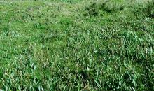 我想念家乡的雨