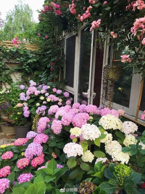 奶奶的花