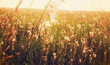 雨季的阳光读后感